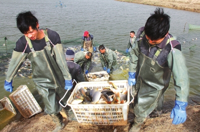 3月18日，漁民在溫縣黃河鯉魚(yú)生態(tài)養(yǎng)殖基地捕魚(yú)，近日，溫縣3000畝黃河鯉魚(yú)生態(tài)養(yǎng)殖基地的頭茬魚(yú)開(kāi)始