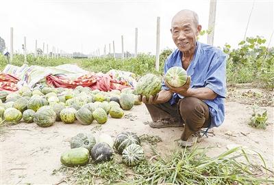 種的是“三白瓜”，長出來的瓜非常雜，其中最多的是本地甜面瓜，俗稱“一窩猴”
