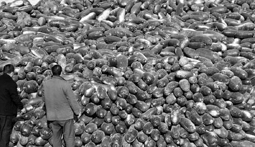 綠油油的冬瓜堆積如山。