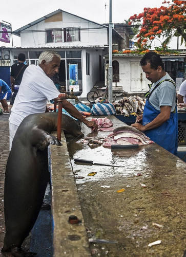 海獅變魚攤?？?排隊“購買”金槍魚