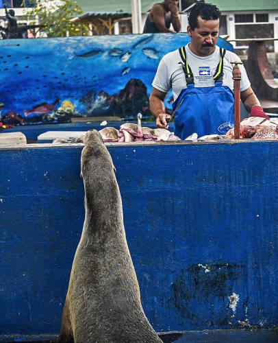 海獅變魚攤?？?排隊“購買”金槍魚