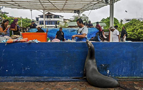 海獅變魚攤?？?排隊“購買”金槍魚