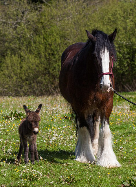 驢寶寶和駿馬的友情 驢寶寶和駿馬的友情