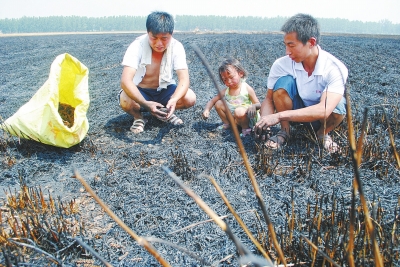 　村民為挽回一點(diǎn)損失，只得撿拾一些燒焦的麥穗。