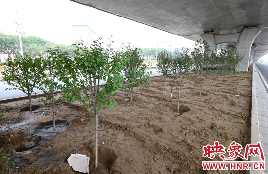 西三環(huán)淮河路立交橋下,新栽種的六七十棵枇杷樹。