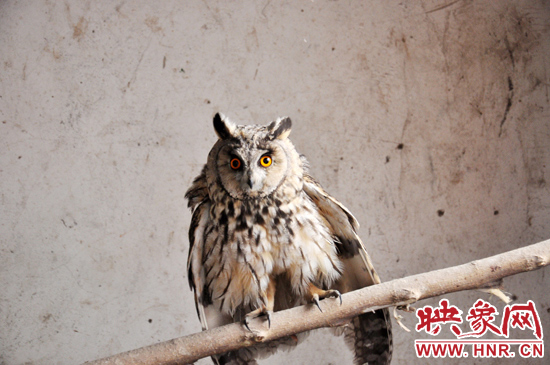 據(jù)了解，長(zhǎng)耳鸮屬于夜行動(dòng)物，是一種益鳥，主要捕食鼠類。