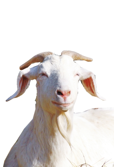 奶山羊,這種羊?yàn)楸就辽窖?，以產(chǎn)奶為主，產(chǎn)奶量高。具有“頭長(zhǎng)、頸長(zhǎng)、體長(zhǎng)、腿長(zhǎng)”的特征，俗稱“四長(zhǎng)羊”