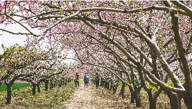 　郊外花海惹人醉。