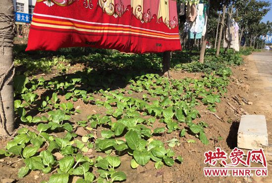 西四環(huán)中原路交叉口，大片生態(tài)廊道被毀，變成私家菜園。