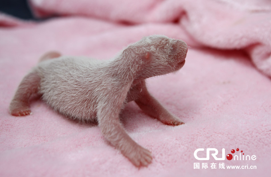 2013年7月11日，成都大熊貓繁育研究基地月亮產(chǎn)房，新生大熊貓寶寶在育嬰箱里憨態(tài)可掬。