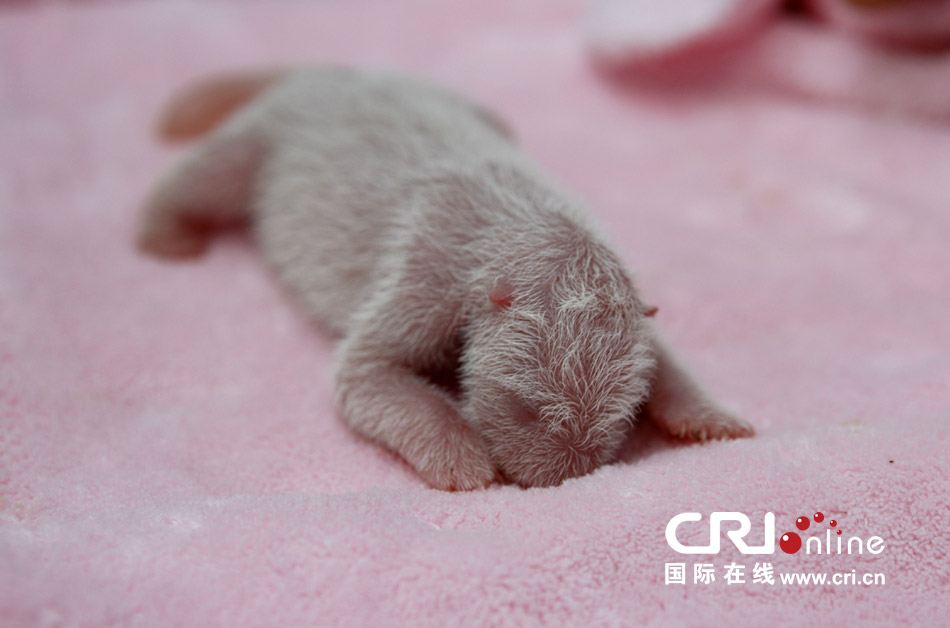 2013年7月11日，成都大熊貓繁育研究基地月亮產(chǎn)房，新生大熊貓寶寶在育嬰箱里憨態(tài)可掬。