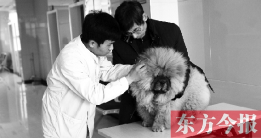 在一家大型寵物醫(yī)院里，生病的狗狗正在接受治療