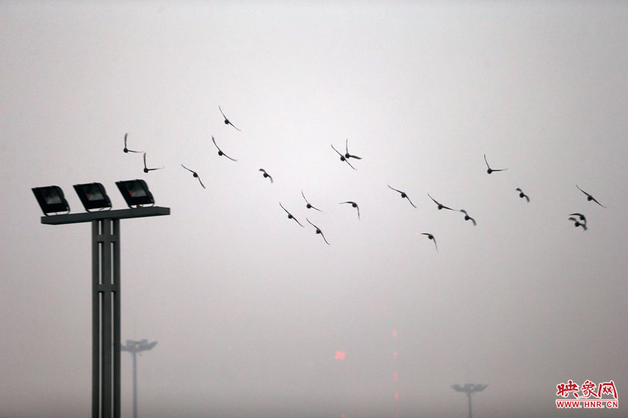 一群小鳥在霧霾中尋找出路 一群小鳥在霧霾中尋找出路