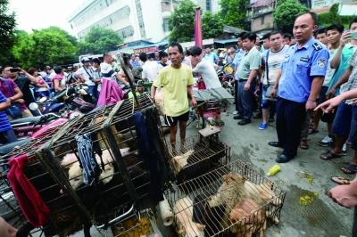 今天是廣西玉林狗肉節(jié)，市場上的攤販增加了數(shù)倍，城管也出動對市場上的占道行為進(jìn)行規(guī)范 記者 劉暢 攝