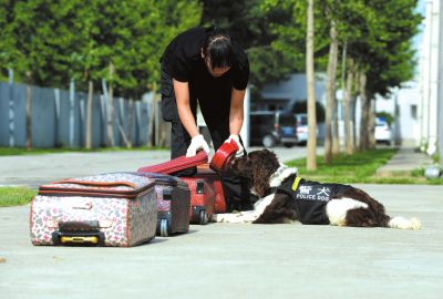 搜油犬正在進(jìn)行日常訓(xùn)練。