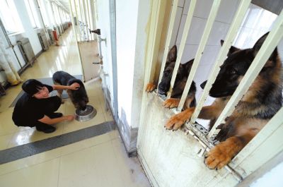 馴犬員給搜油犬準(zhǔn)備晚餐。
