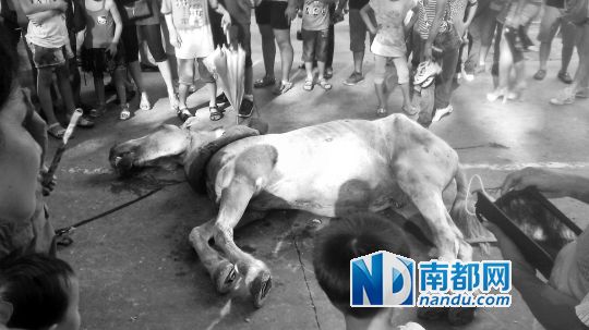 死馬拉的車。 游客圍觀死馬。游客供圖