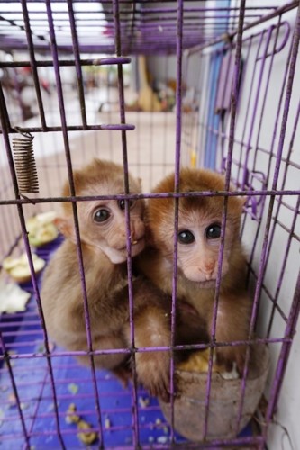 獼猴、麂子、白鷴、果子貍、豪豬、豺狗、熊、竹鼠等國家保護(hù)野生動物或瀕危物種，在此成為各路食客的盤中餐