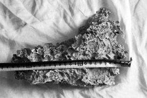 1月30日，新疆青河縣牧民別熱克·薩吾特意外撿到重7.85公斤左右的一塊狗頭黃金