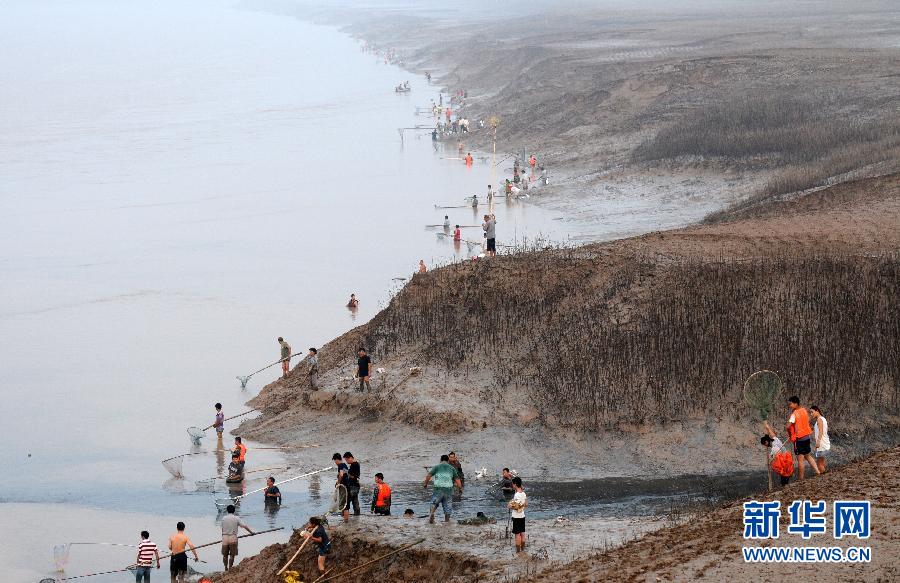  7月6日,在山西省平陸縣黃河岸邊,人們在捕撈黃河“流魚”。