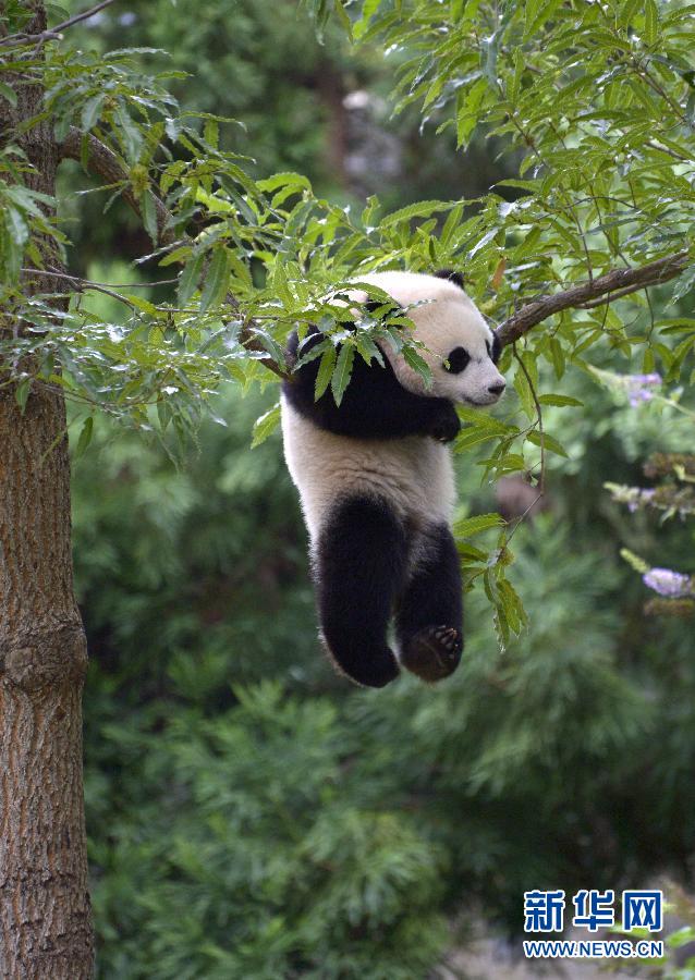 8月23日,大熊貓“寶寶”在美國華盛頓的國家動物園玩耍。新華社記者殷博古攝