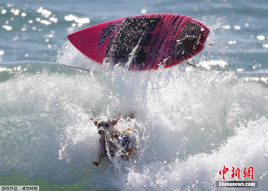 美國(guó)狗狗沖浪大賽 汪星人乘風(fēng)破浪帥氣十足 美國(guó)狗狗沖浪大賽 汪星人乘風(fēng)破浪帥氣十足