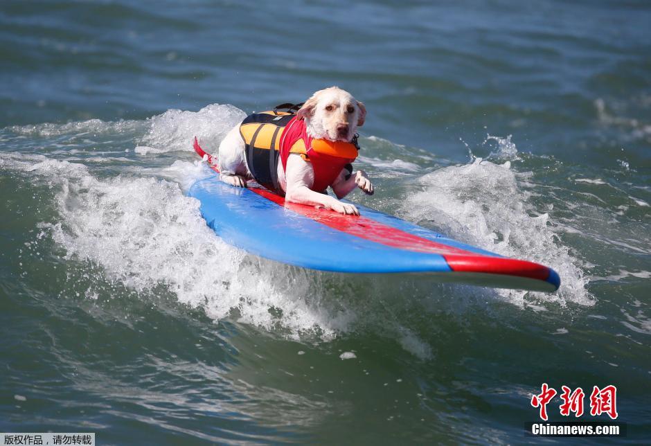 美國(guó)狗狗沖浪大賽 汪星人乘風(fēng)破浪帥氣十足 美國(guó)狗狗沖浪大賽 汪星人乘風(fēng)破浪帥氣十足