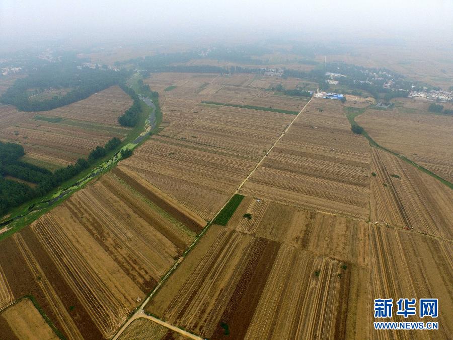 這是5月28日在河南省南陽市唐河縣甘河灣村航拍的麥?zhǔn)宅F(xiàn)場(chǎng)。