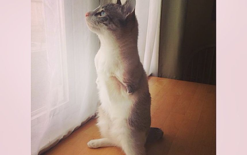 美國殘疾“貓堅(jiān)強(qiáng)”頑強(qiáng)生活