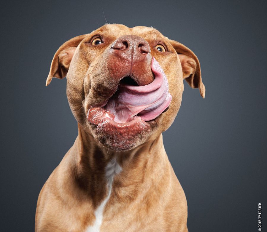 狗狗舔鼻拍照盡顯呆萌 令人捧腹 狗狗舔鼻拍照盡顯呆萌 令人捧腹