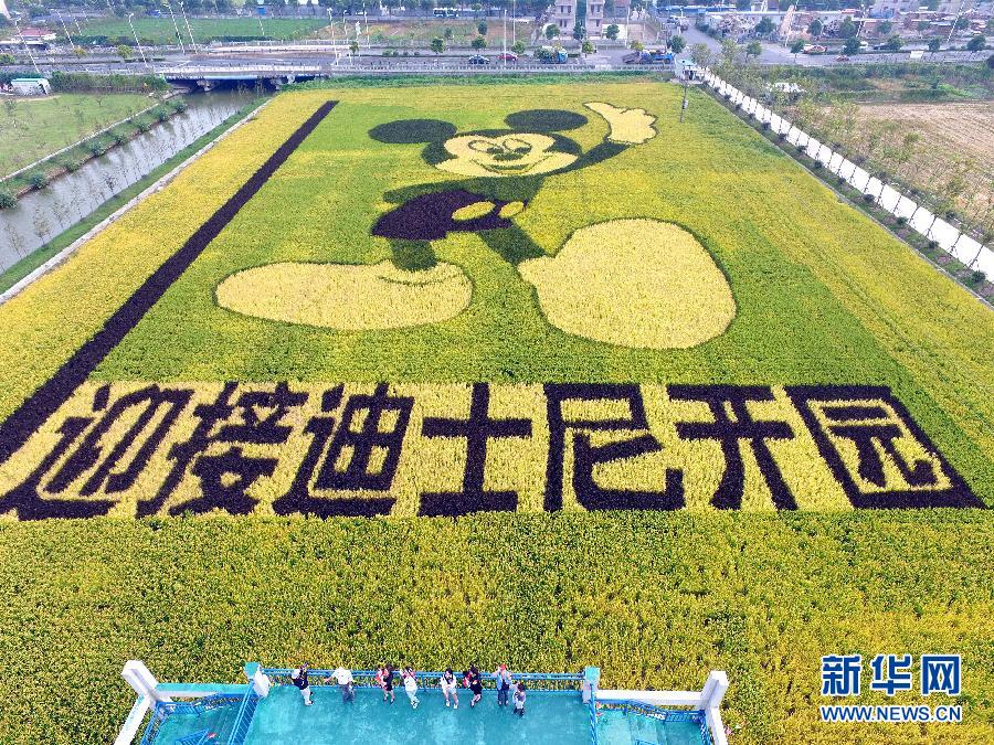 10月25日，游客在觀景臺(tái)上觀賞“米老鼠”稻田畫。