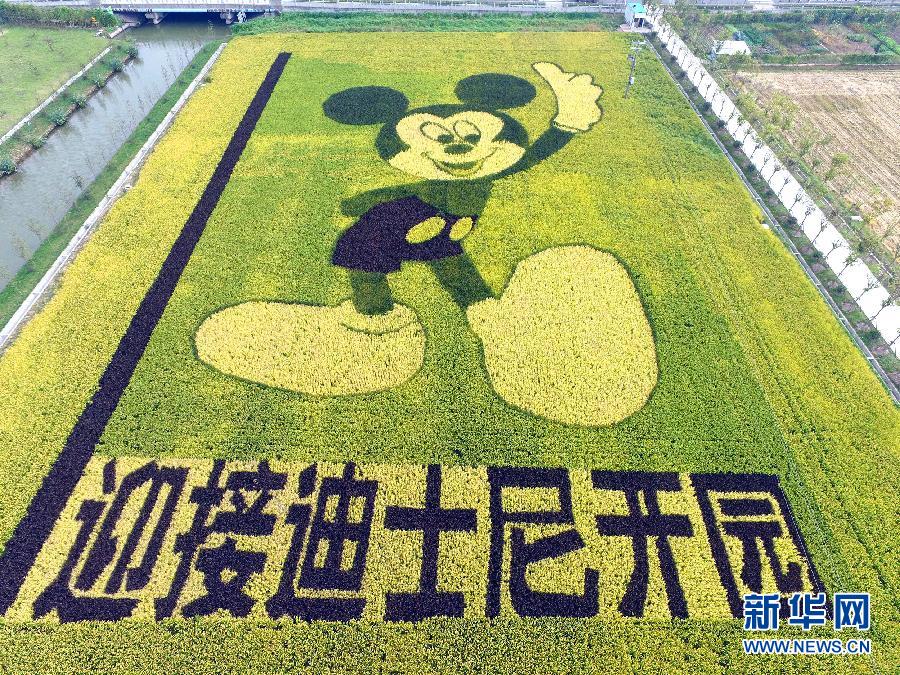 10月25日，游客在觀景臺(tái)上觀賞“米老鼠”稻田畫。