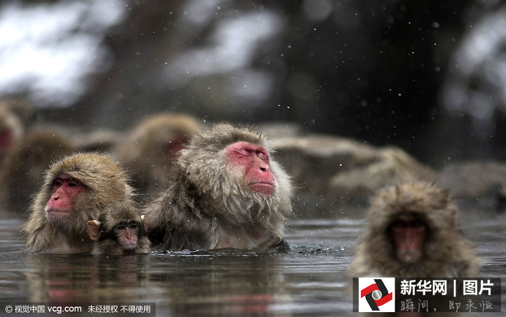 日本野生獼猴雪天泡溫泉悠然自得 日本野生獼猴雪天泡溫泉悠然自得