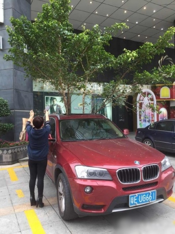 一輛停在停車位上的寶馬轎車，被墜落的樹枝砸中，樹枝徑直插入車內，現場引發(fā)不少市民圍觀拍照。