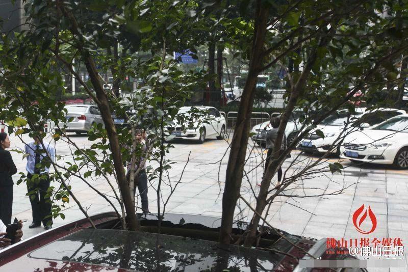 一輛停在停車位上的寶馬轎車，被墜落的樹枝砸中，樹枝徑直插入車內，現場引發(fā)不少市民圍觀拍照。