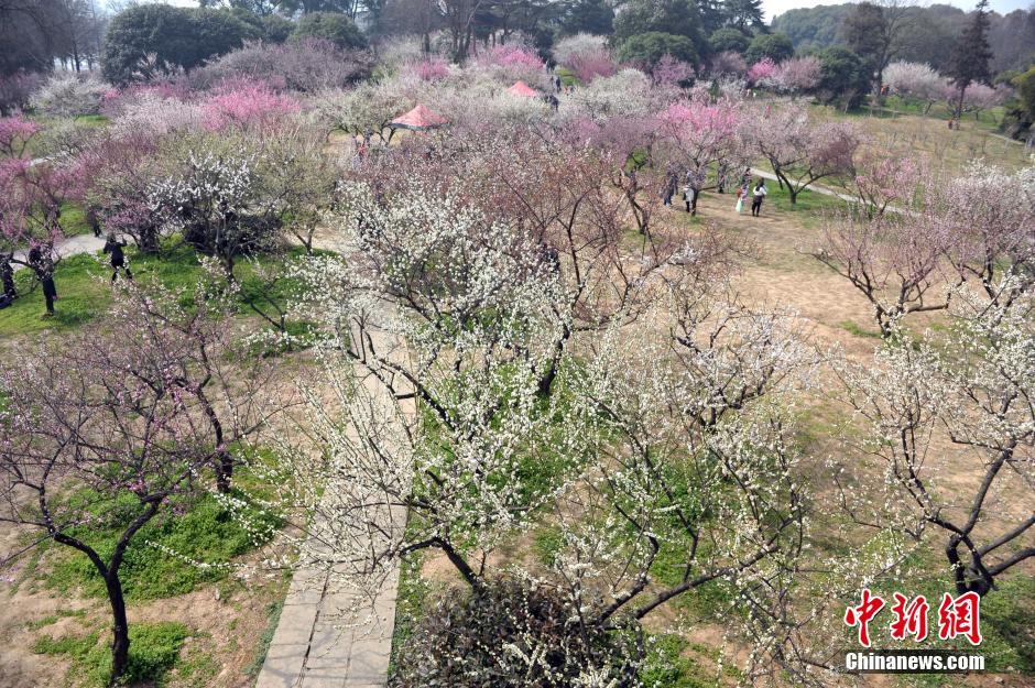 武漢萬梅齊放春意濃 武漢萬梅齊放春意濃