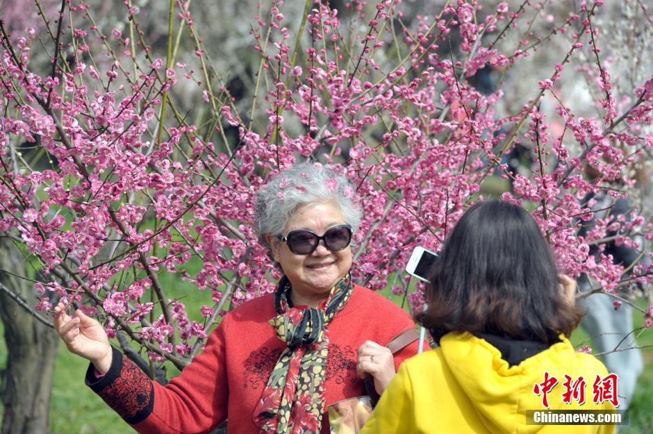 武漢萬梅齊放春意濃 武漢萬梅齊放春意濃