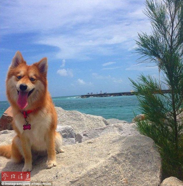 狐貍還是狗？藍(lán)眼睛萌寵走紅網(wǎng)絡(luò)