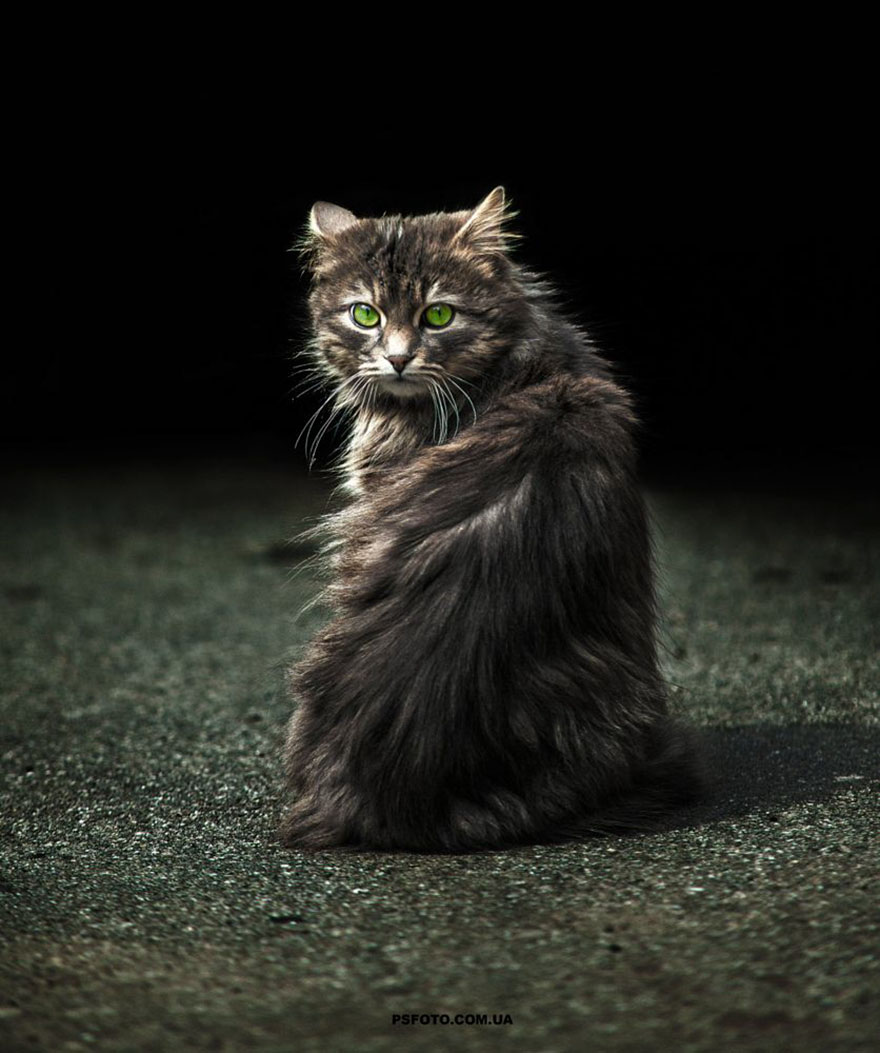 它們都是表情帝！一組不可思議的動(dòng)物肖像