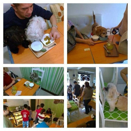 菲律賓另類咖啡館為寵物狗設(shè)菜單 鼓勵人狗同桌進(jìn)餐(圖) 菲律賓另類咖啡館為寵物狗設(shè)菜單 鼓勵人狗同桌進(jìn)餐(圖)