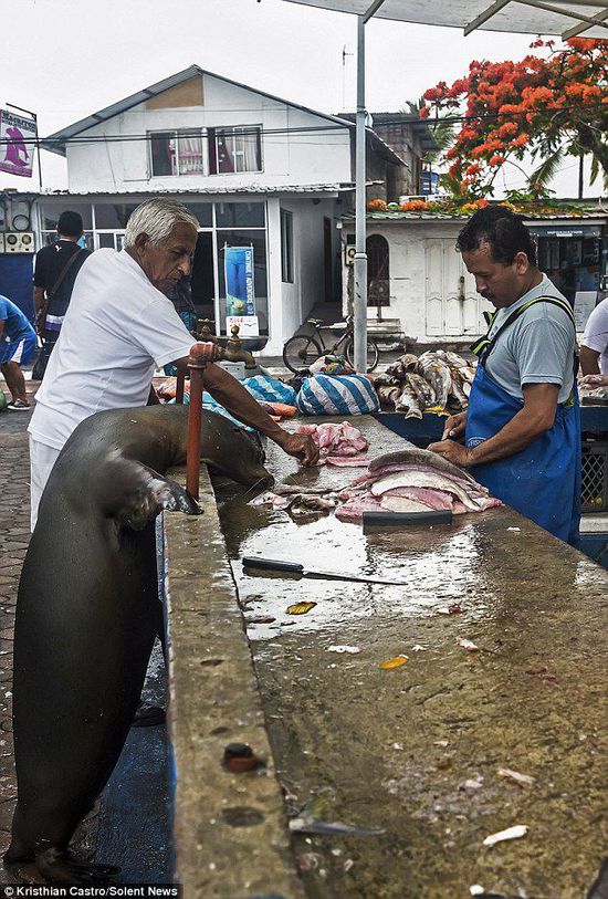 厄瓜多爾海獅成魚攤“?？汀?排隊“買”金槍魚