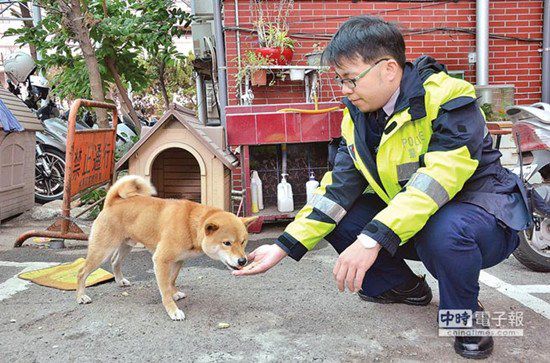 圖中這只柴犬生性好動，逢人就搖起臀部及尾巴