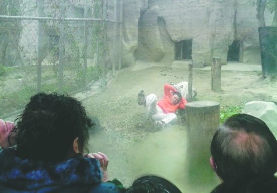 昨日，成都動(dòng)物園，男子進(jìn)入白虎活動(dòng)區(qū)后被白虎拖行。動(dòng)物園出動(dòng)50多人成功營(yíng)救下他