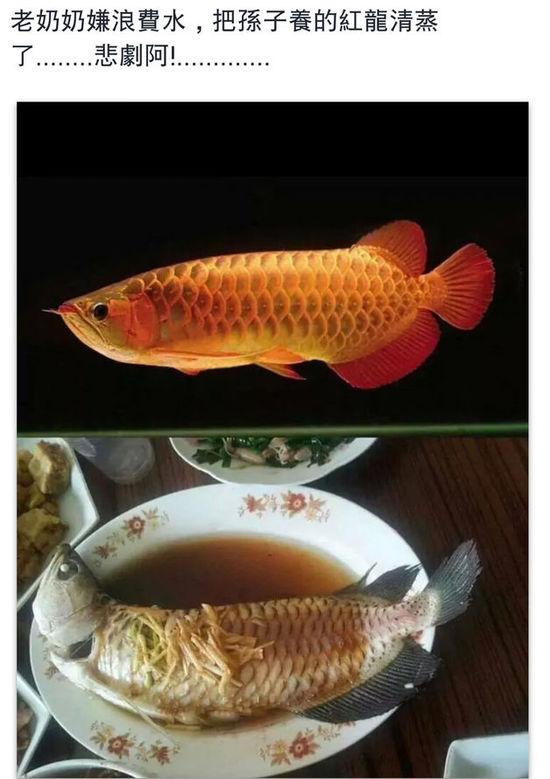 老奶奶嫌浪費水,把孫子養(yǎng)的紅龍清蒸了。圖片取自臺媒
