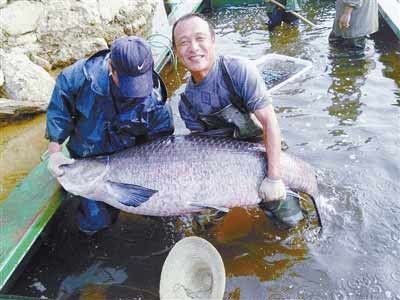 河南水庫捕到147斤重大青魚，長1.76米。