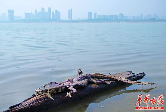 23日上午，瀏陽河與湘江交匯的地方發(fā)現(xiàn)了一條鱷魚的尸骸。