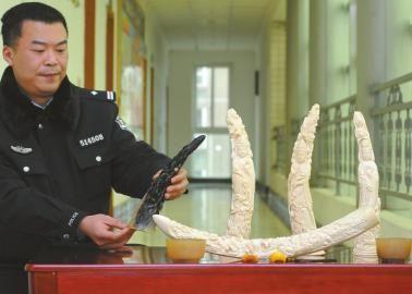 1月5日，辦案民警展示擋獲的犀牛角、盔犀鳥(niǎo)頭、象牙制品。