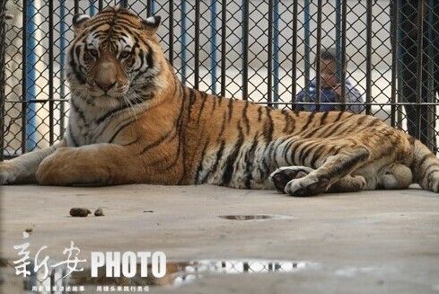 患炎癥老虎 患炎癥老虎