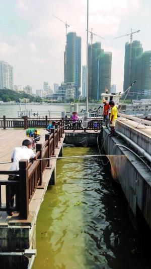 一群人正在打撈放生的龜、魚(yú)等。信息時(shí)報(bào)記者 陳文杰 攝