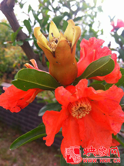 中國(guó)?鄭州首屆河陰石榴花文化旅游節(jié)開幕 中國(guó)?鄭州首屆河陰石榴花文化旅游節(jié)開幕